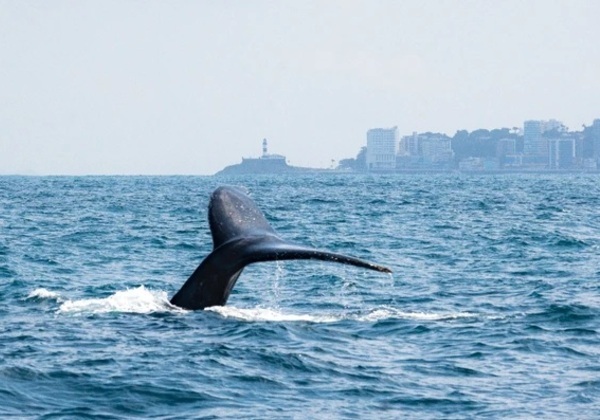 Projeto Baleia Jubarte inicia temporada de avistagem no Farol da Barra